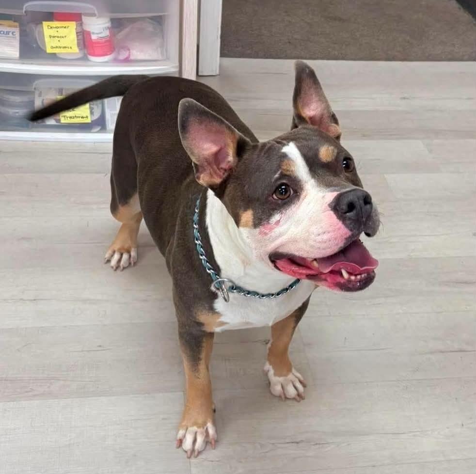 Karma, Adoptable, Adult Female Pit Bull Terrier.