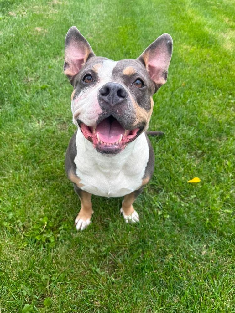 Enlarge Karma, a Adoptable mixed breed in Alden, NY image 2/3