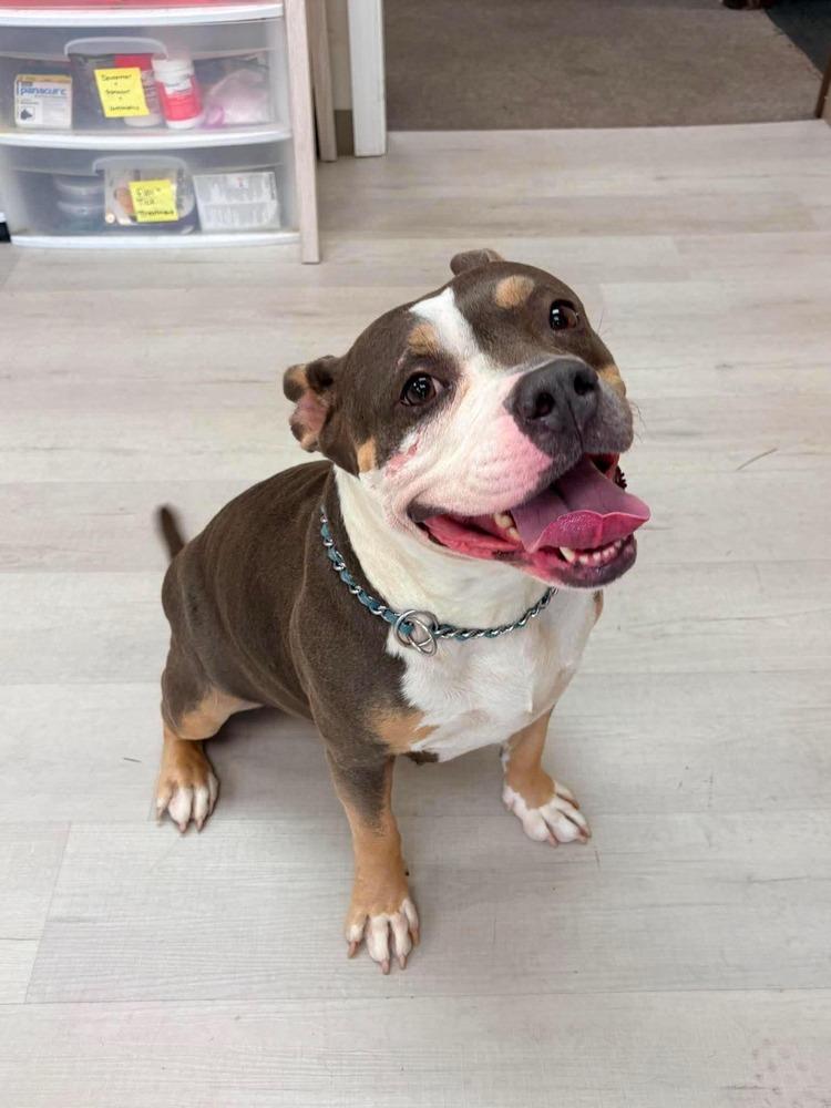 Enlarge Karma, a Adoptable mixed breed in Alden, NY image 3/3