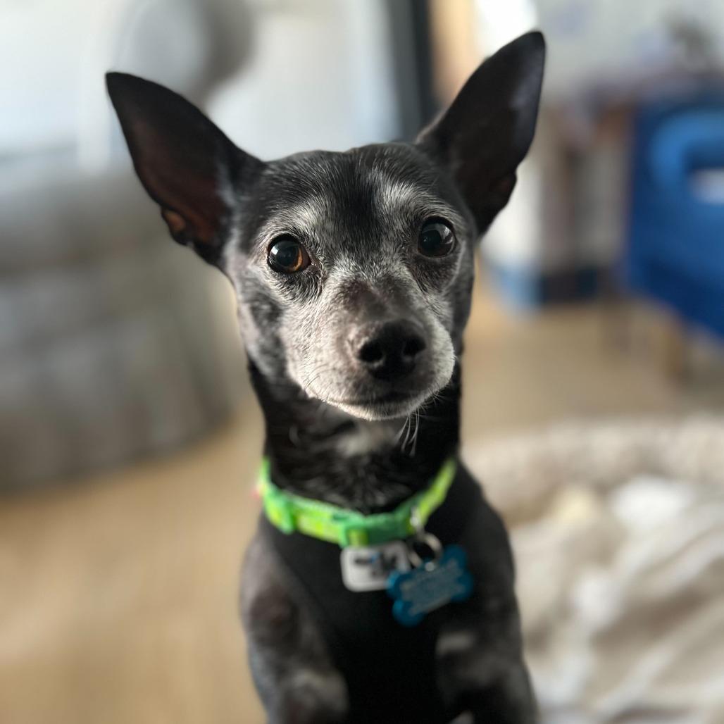 Enlarge Jeff Probst 13377, a Adoptable mixed breed in San Francisco, CA image 1/6