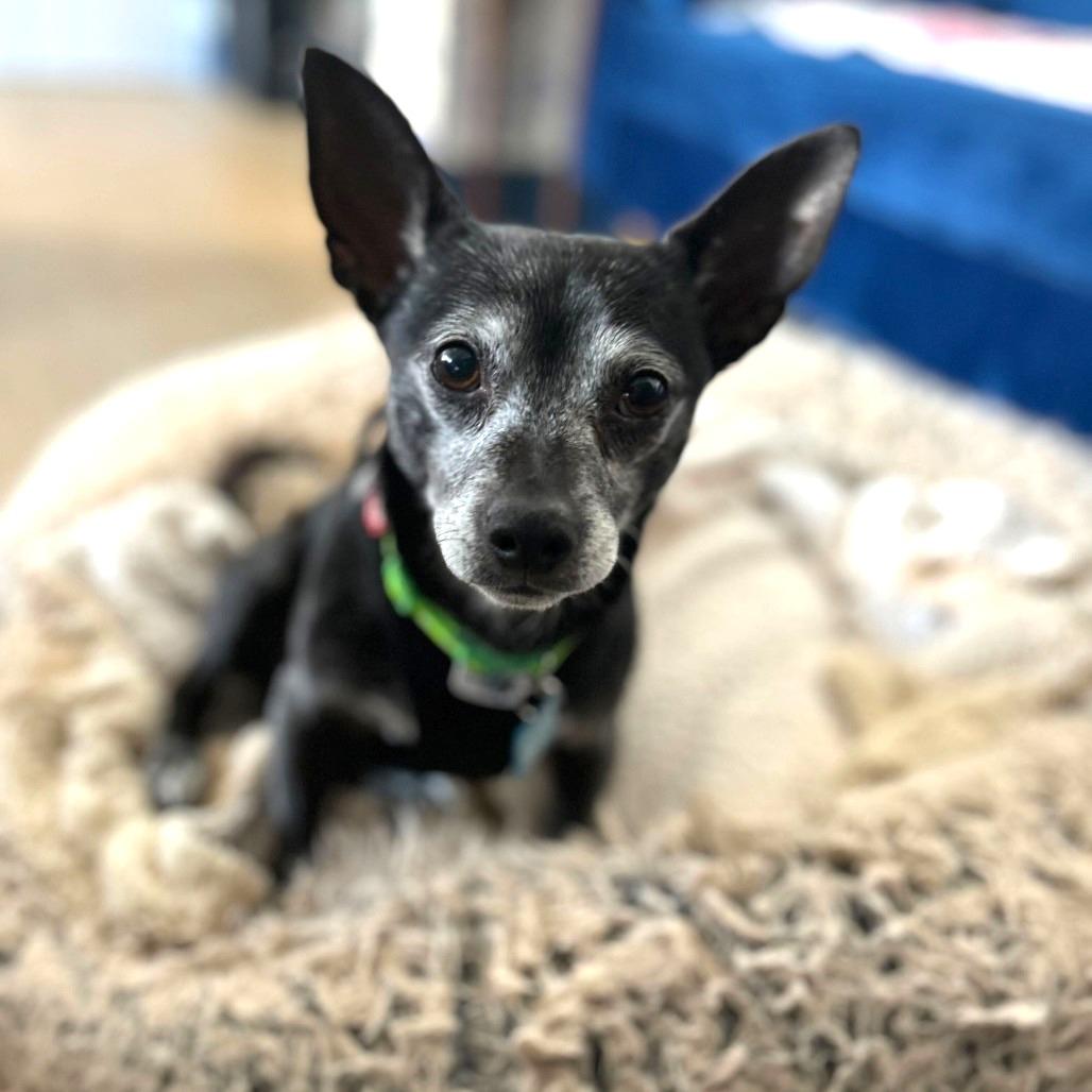 Enlarge Jeff Probst 13377, a Adoptable mixed breed in San Francisco, CA image 2/6