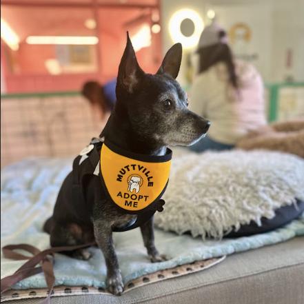 Enlarge Jeff Probst 13377, a Adoptable mixed breed in San Francisco, CA image 3/6