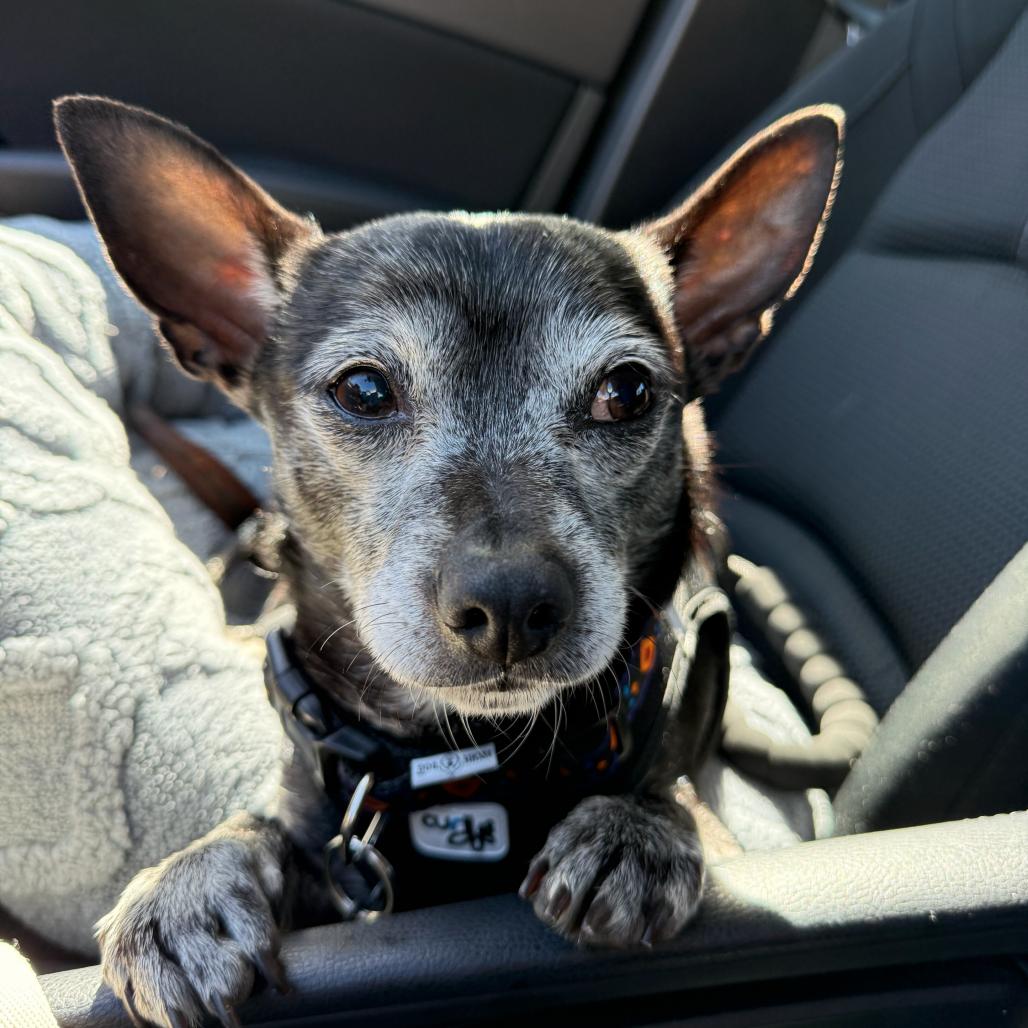 Enlarge Jeff Probst 13377, a Adoptable mixed breed in San Francisco, CA image 4/6