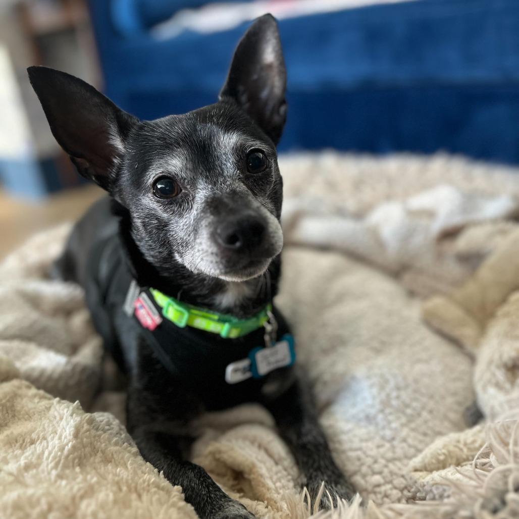 Enlarge Jeff Probst 13377, a Adoptable mixed breed in San Francisco, CA image 5/6