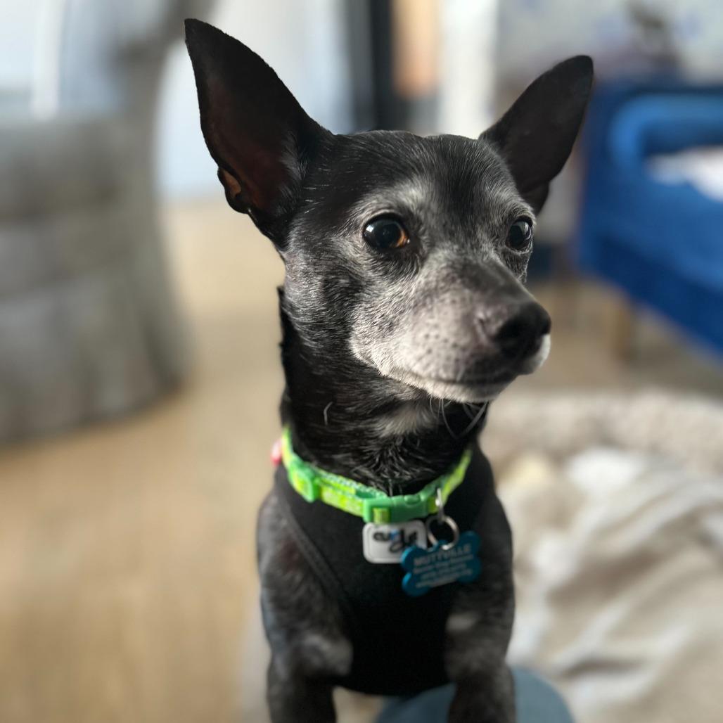 Enlarge Jeff Probst 13377, a Adoptable mixed breed in San Francisco, CA image 6/6