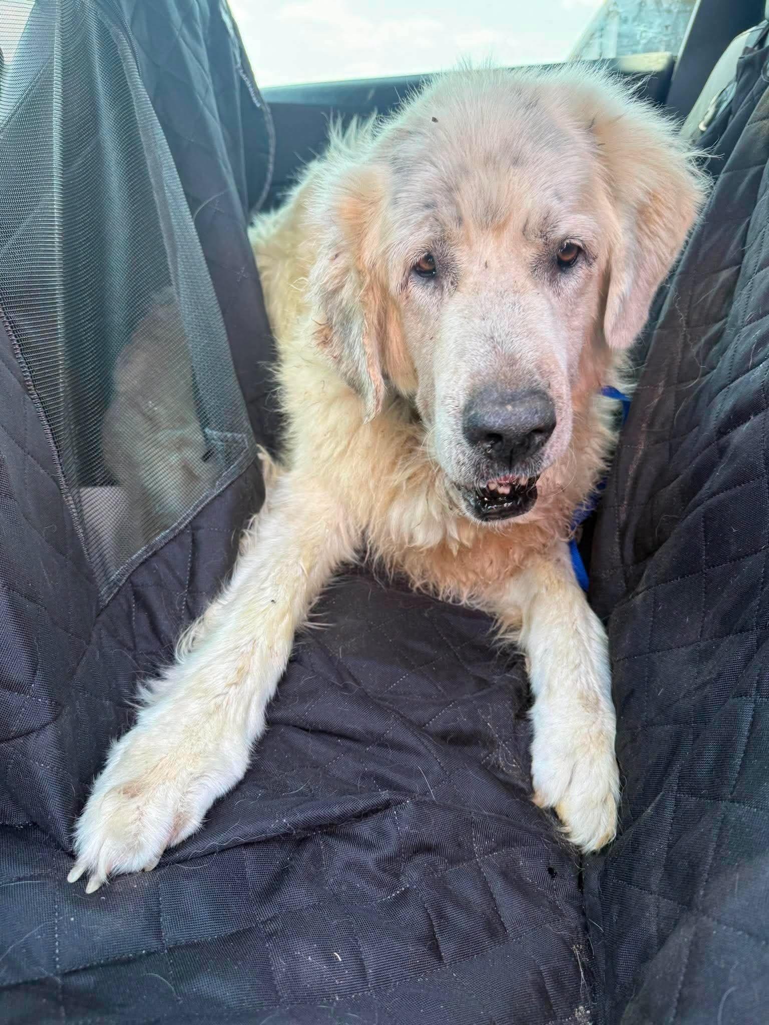 Enlarge Hawthorne, a ADOPTABLE Great Pyrenees in Kiowa, OK image 4/6