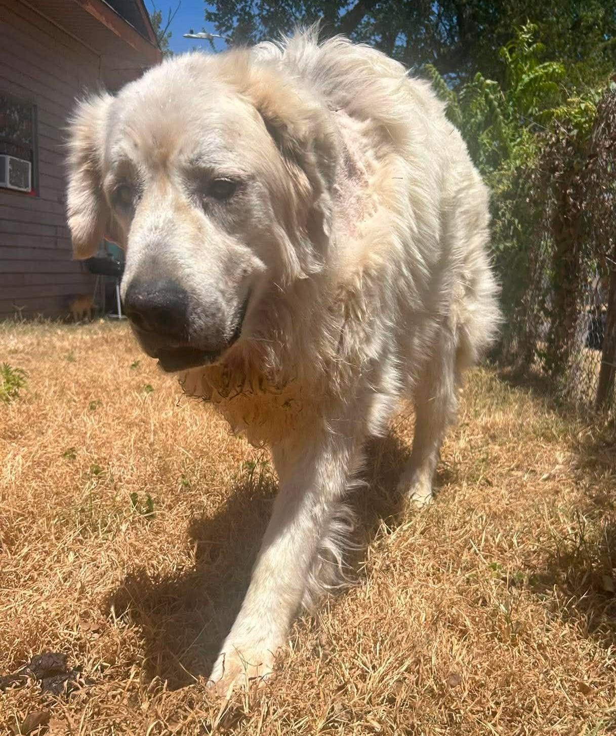 Enlarge Hawthorne, a ADOPTABLE Great Pyrenees in Kiowa, OK image 6/6