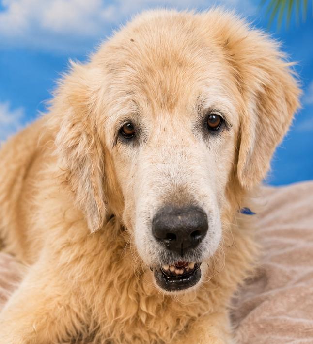 Hawthorne, Adopted, Senior Male Great Pyrenees.