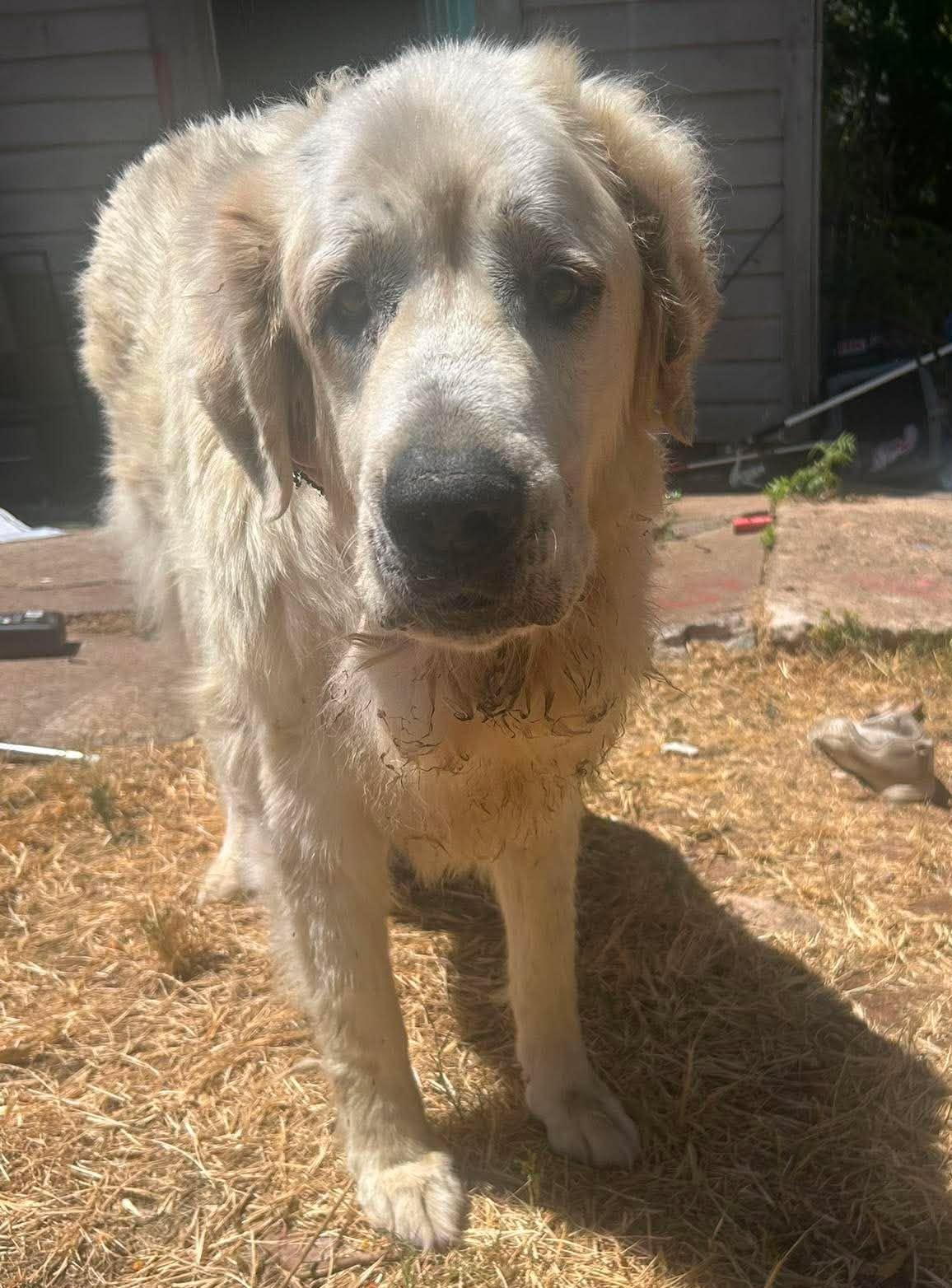 Enlarge Hawthorne, a ADOPTABLE Great Pyrenees in Kiowa, OK image 3/6
