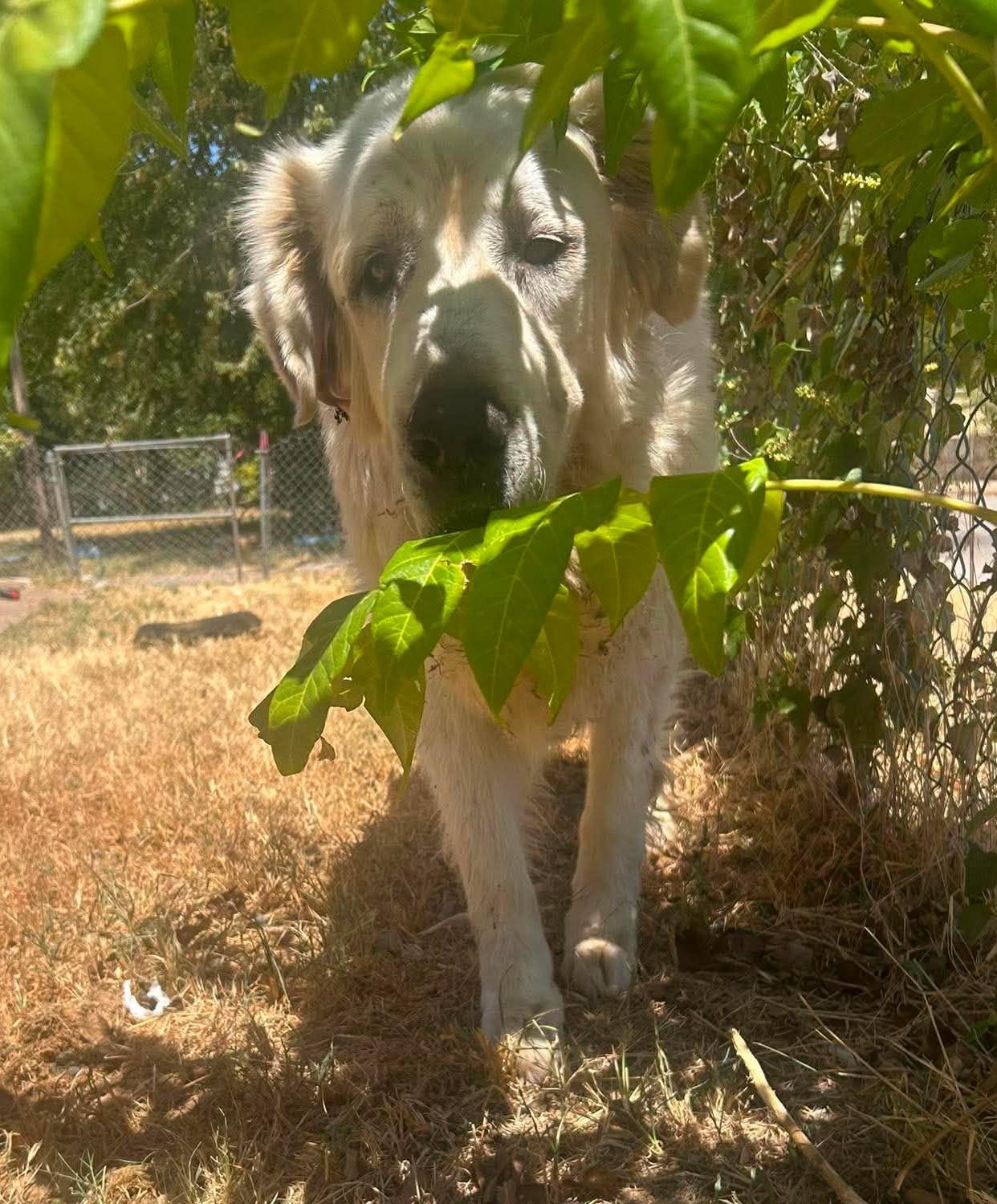 Enlarge Hawthorne, a ADOPTABLE Great Pyrenees in Kiowa, OK image 2/6