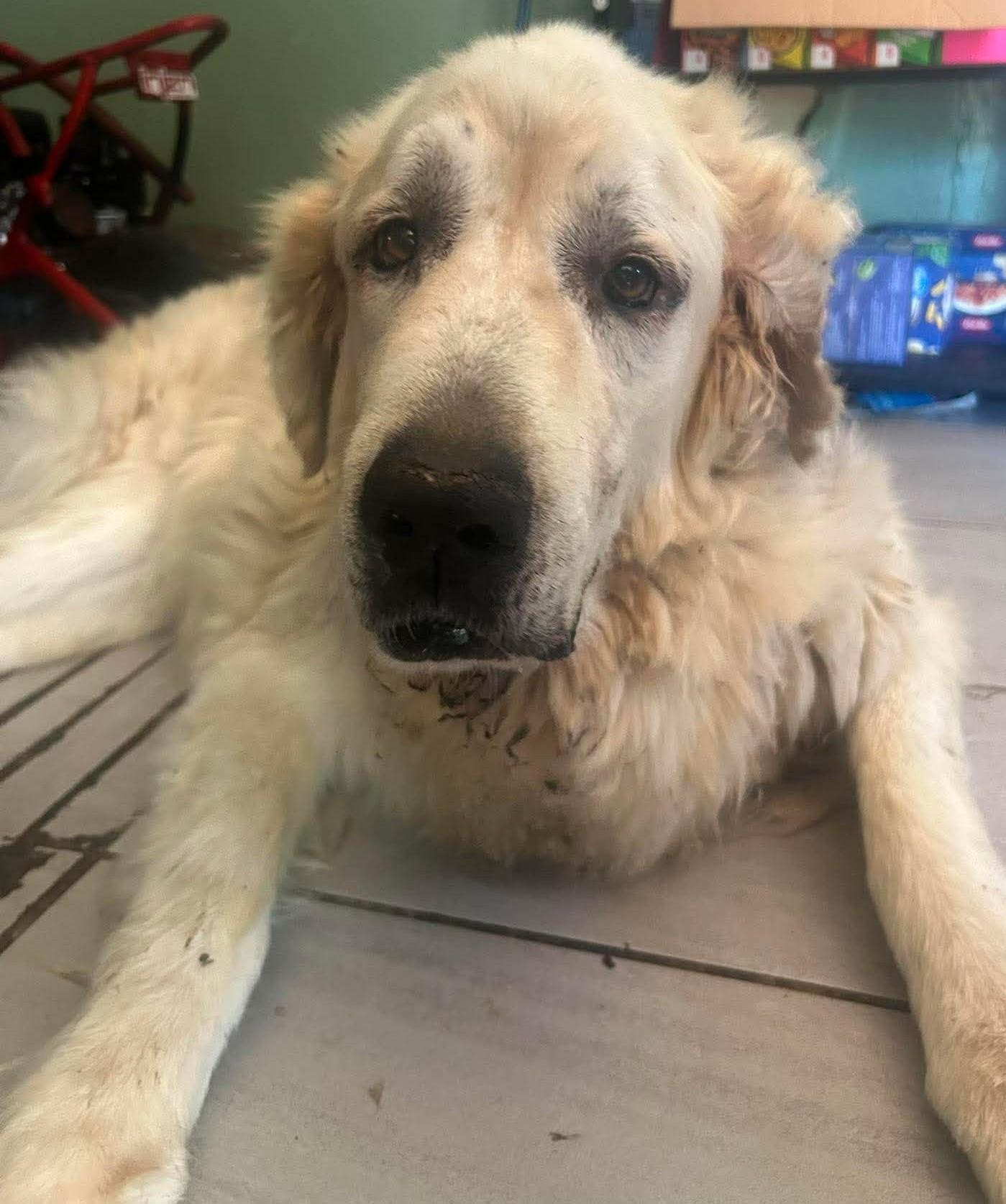Enlarge Hawthorne, a ADOPTABLE Great Pyrenees in Kiowa, OK image 1/6
