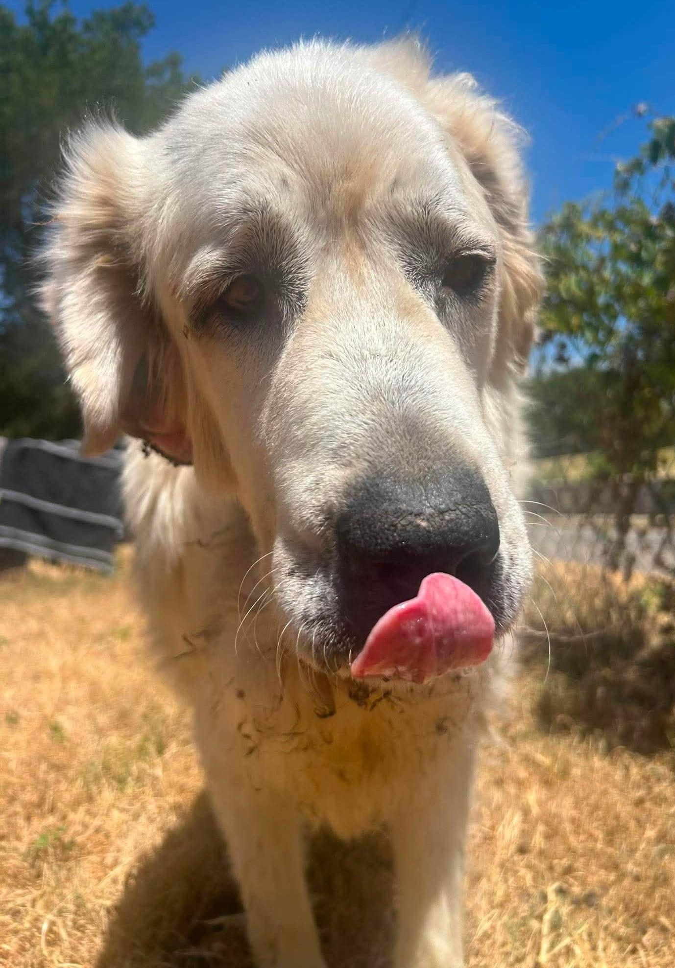 Enlarge Hawthorne, a ADOPTABLE Great Pyrenees in Kiowa, OK image 5/6