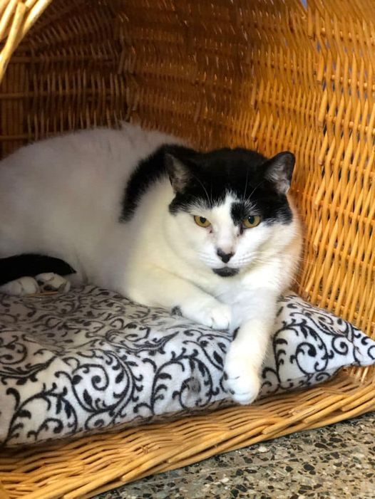 Toni, a Adoptable Domestic Short Hair in Freeport, NY image 3/5