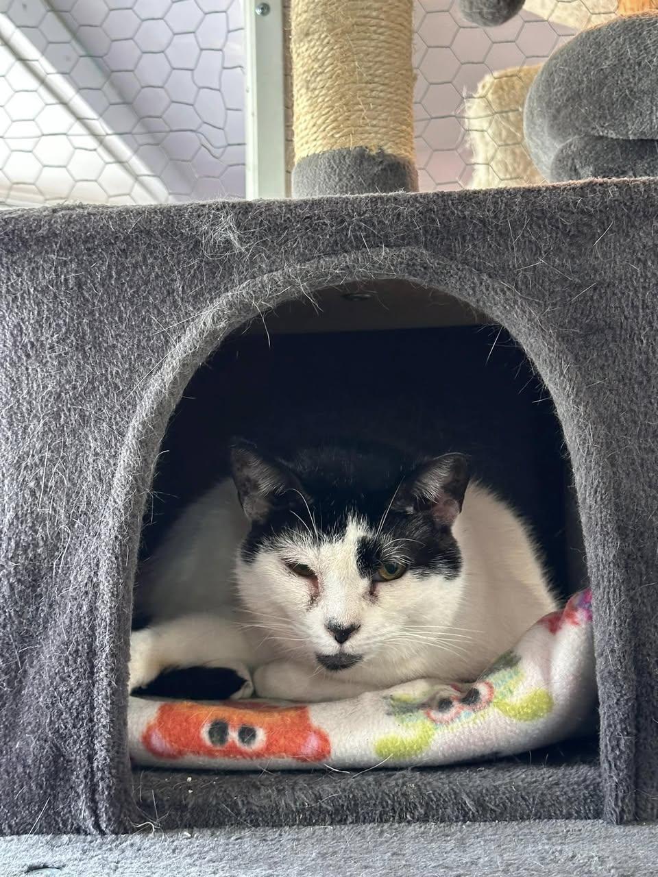 Toni, a Adoptable Domestic Short Hair in Freeport, NY image 4/5