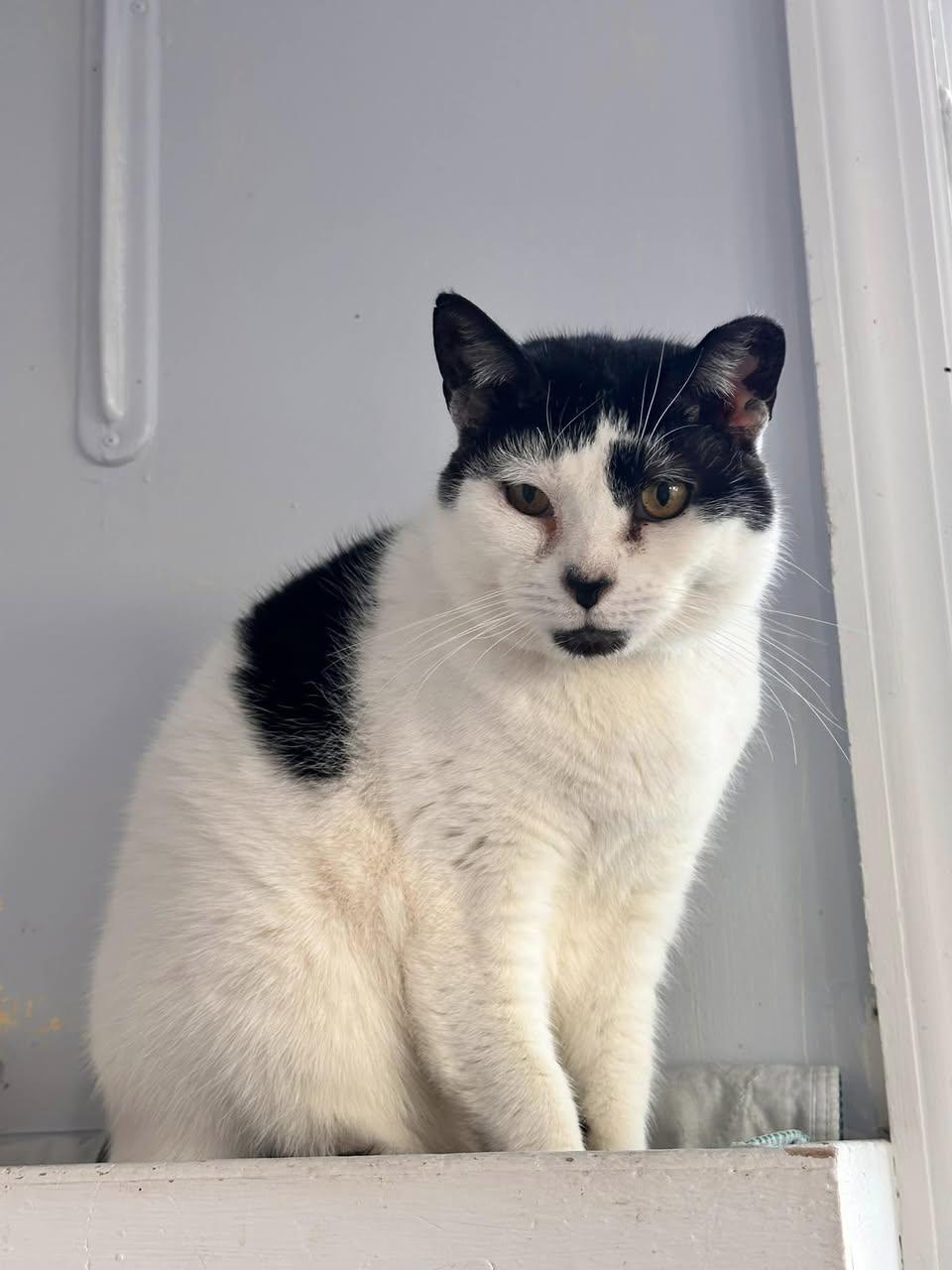 Toni, a Adoptable Domestic Short Hair in Freeport, NY image 1/5