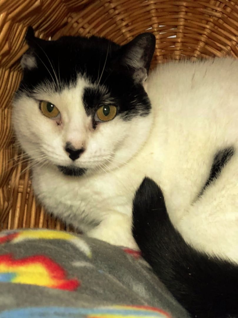 Toni, a Adoptable Domestic Short Hair in Freeport, NY image 5/5