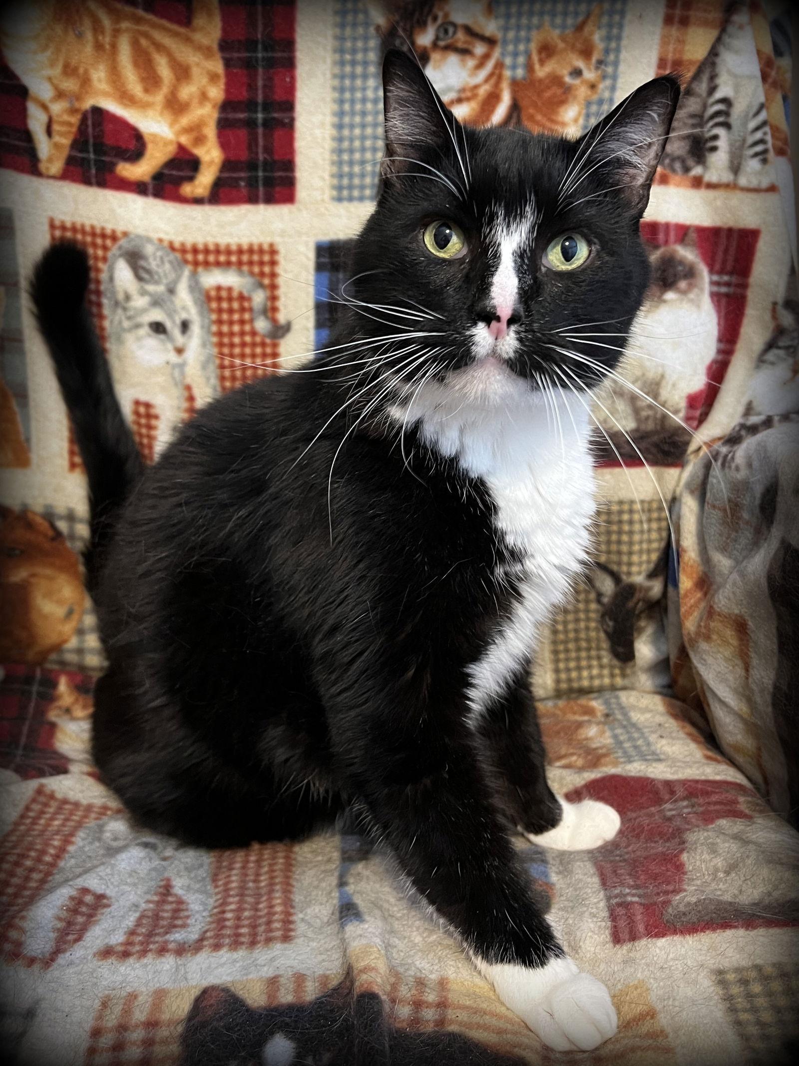 Bennie, a Adoptable Domestic Short Hair in Eureka, MO image 2/6