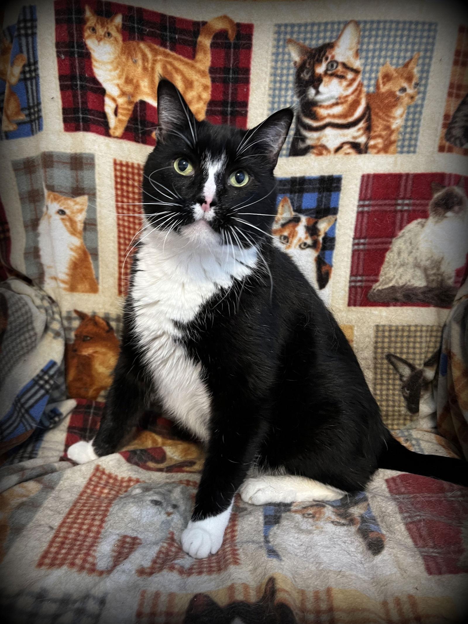 Bennie, a Adoptable Domestic Short Hair in Eureka, MO image 3/6