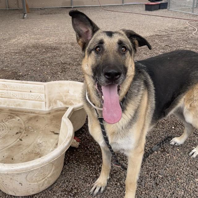 Enlarge KALIFORNIA, a Adoptable German Shepherd Dog in Phoenix, AZ image 1/1