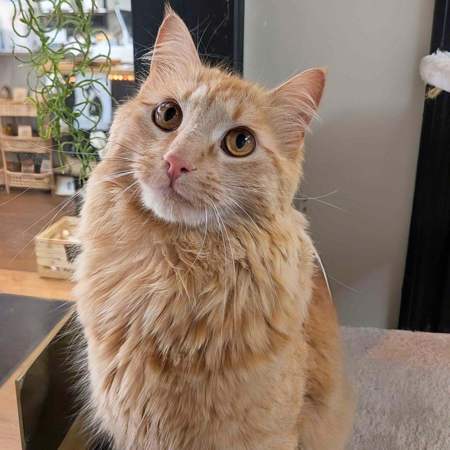 Fluffy, Adoptable, Adult Male Domestic Medium Hair.