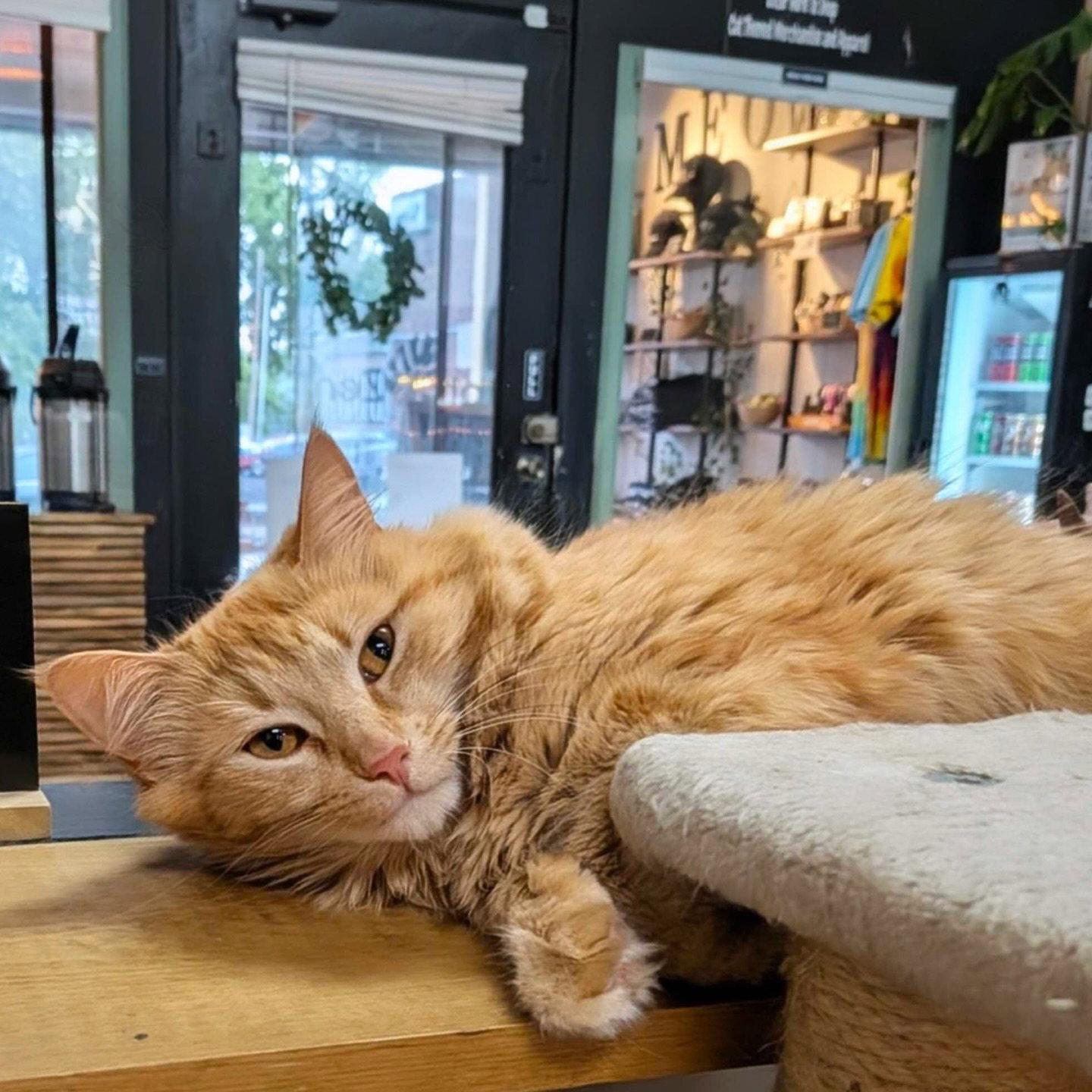 Enlarge Fluffy, a Adoptable Domestic Medium Hair in Lake Saint Louis, MO image 2/2