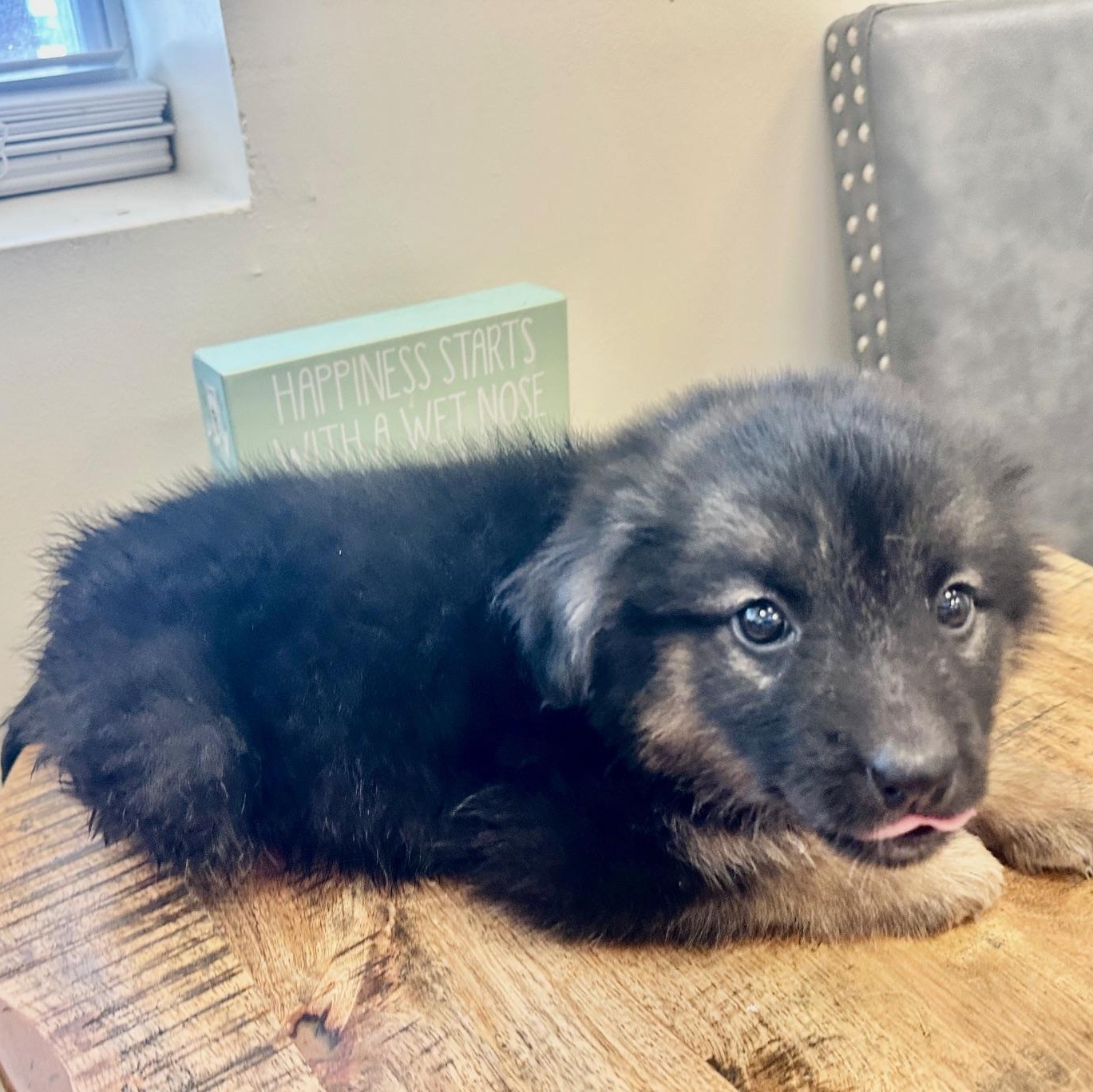 Aurora, Baby Female German Shepherd Dog