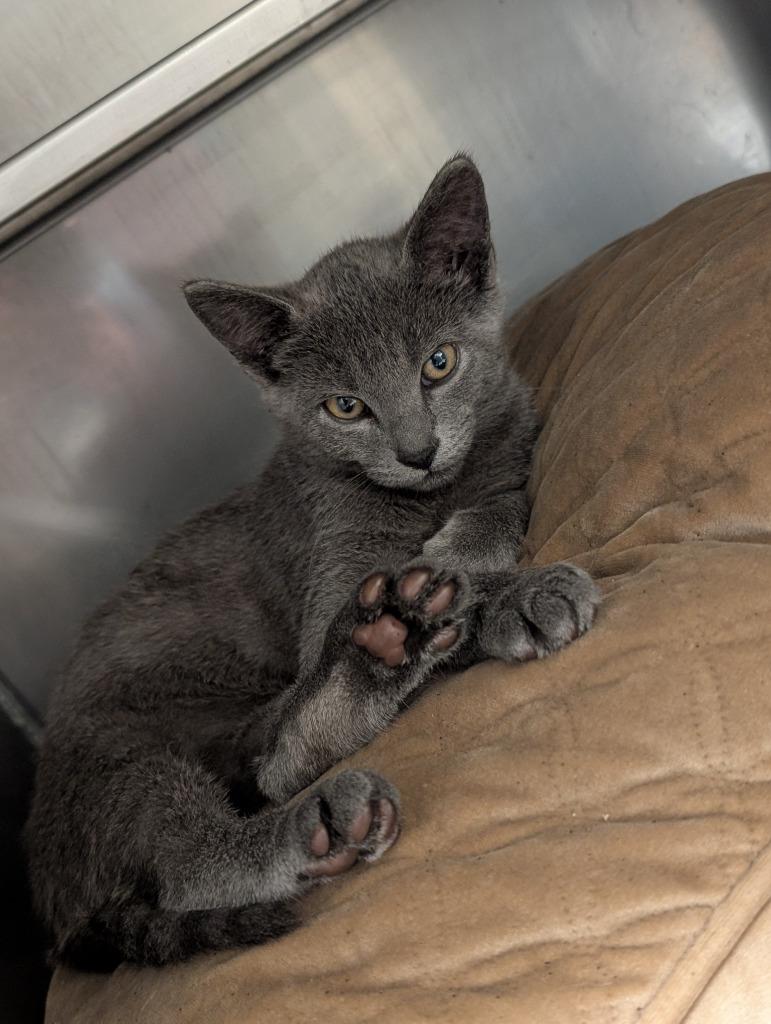Enlarge Gravy, a Adoptable mixed breed in Sidney, NY image 1/1