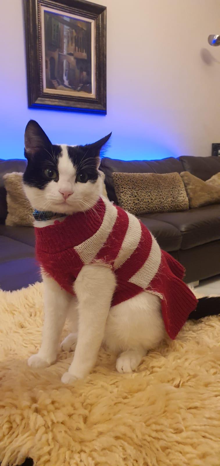 Enlarge Beans, the Sweetest Boy, a Adoptable Domestic Short Hair in Somerset, NJ image 2/6