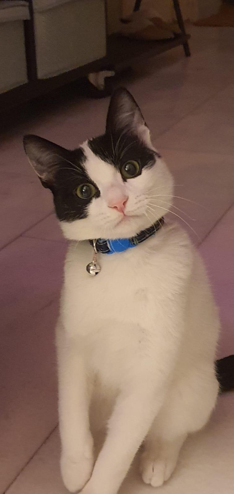 Enlarge Beans, the Sweetest Boy, a Adoptable Domestic Short Hair in Somerset, NJ image 5/6