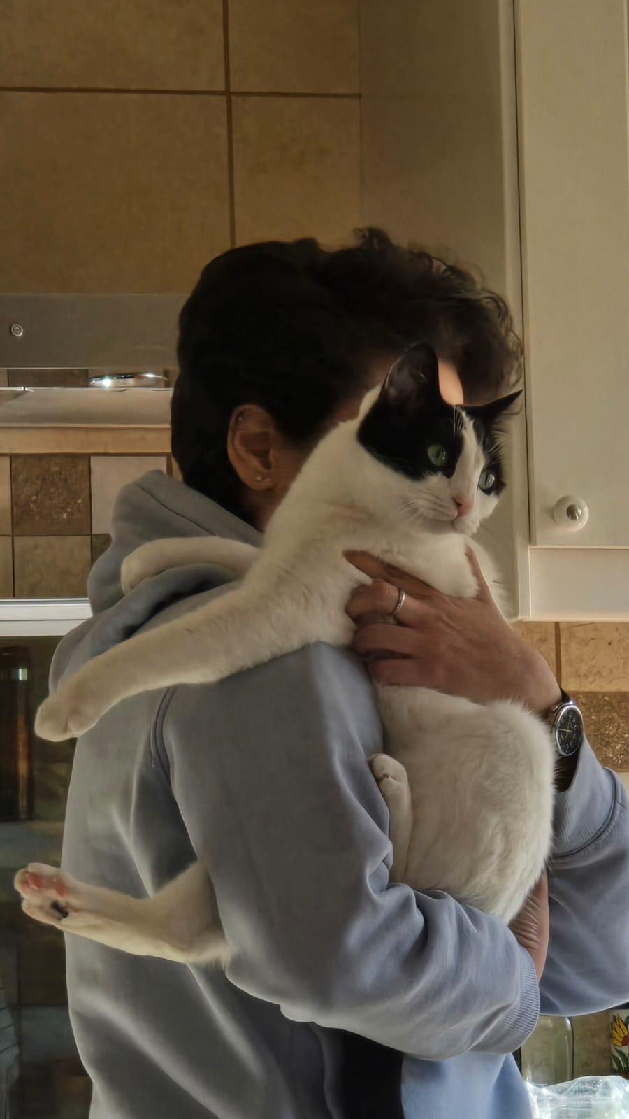 Enlarge Beans, the Sweetest Boy, a Adoptable Domestic Short Hair in Somerset, NJ image 4/6