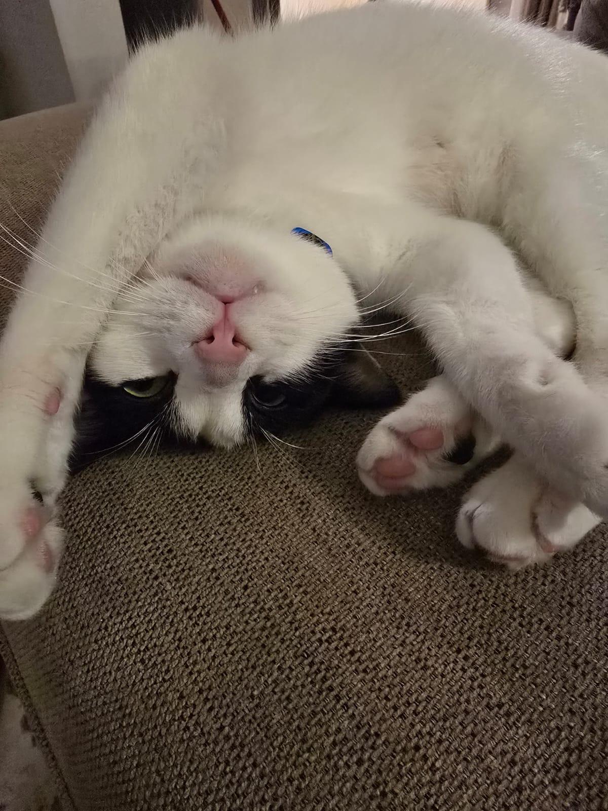 Enlarge Beans, the Sweetest Boy, a Adoptable Domestic Short Hair in Somerset, NJ image 3/6