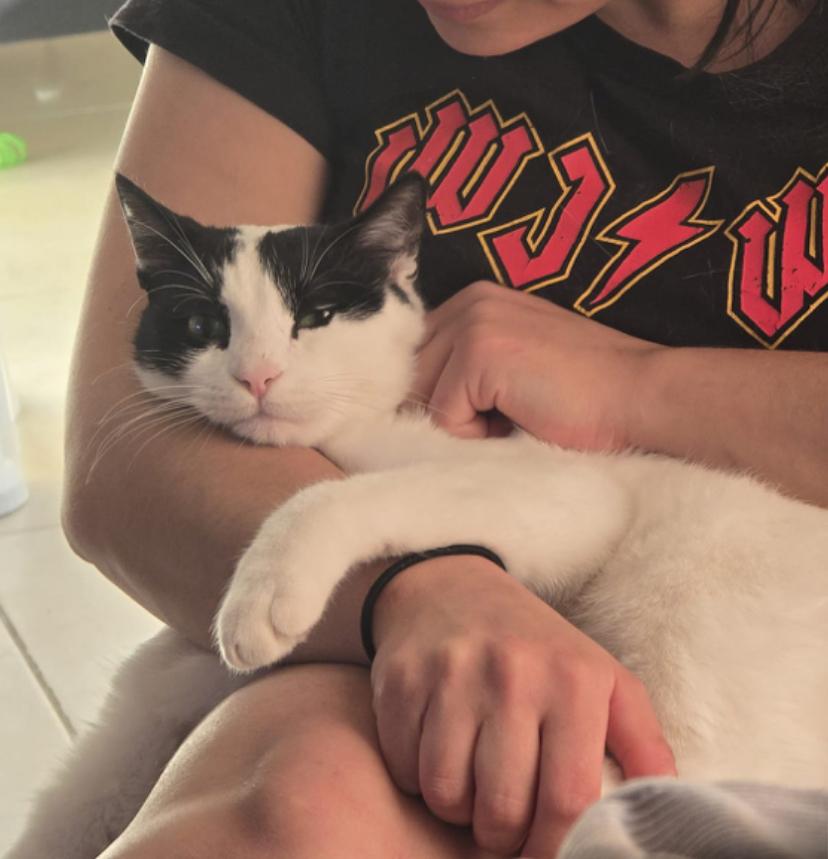 Enlarge Beans, the Sweetest Boy, a Adoptable Domestic Short Hair in Somerset, NJ image 1/6