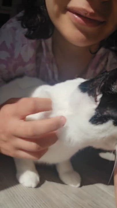 Enlarge Beans, the Sweetest Boy, a Adoptable Domestic Short Hair in Somerset, NJ video 6/6