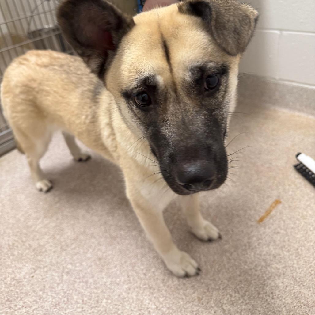 Snooki, ADOPTABLE, Adult • Female, Husky & Chow Chow.