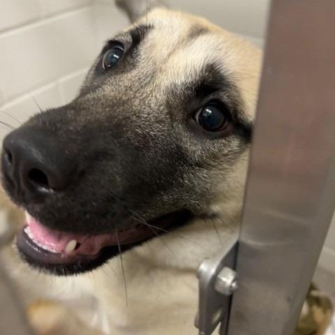 Enlarge Snooki, a Adoptable mixed breed in Horn Lake, MS image 2/6