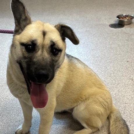 Enlarge Snooki, a Adoptable mixed breed in Horn Lake, MS image 3/6