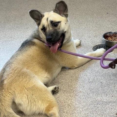 Enlarge Snooki, a Adoptable mixed breed in Horn Lake, MS image 4/6