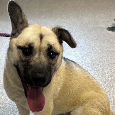 Enlarge Snooki, a Adoptable mixed breed in Horn Lake, MS image 5/6