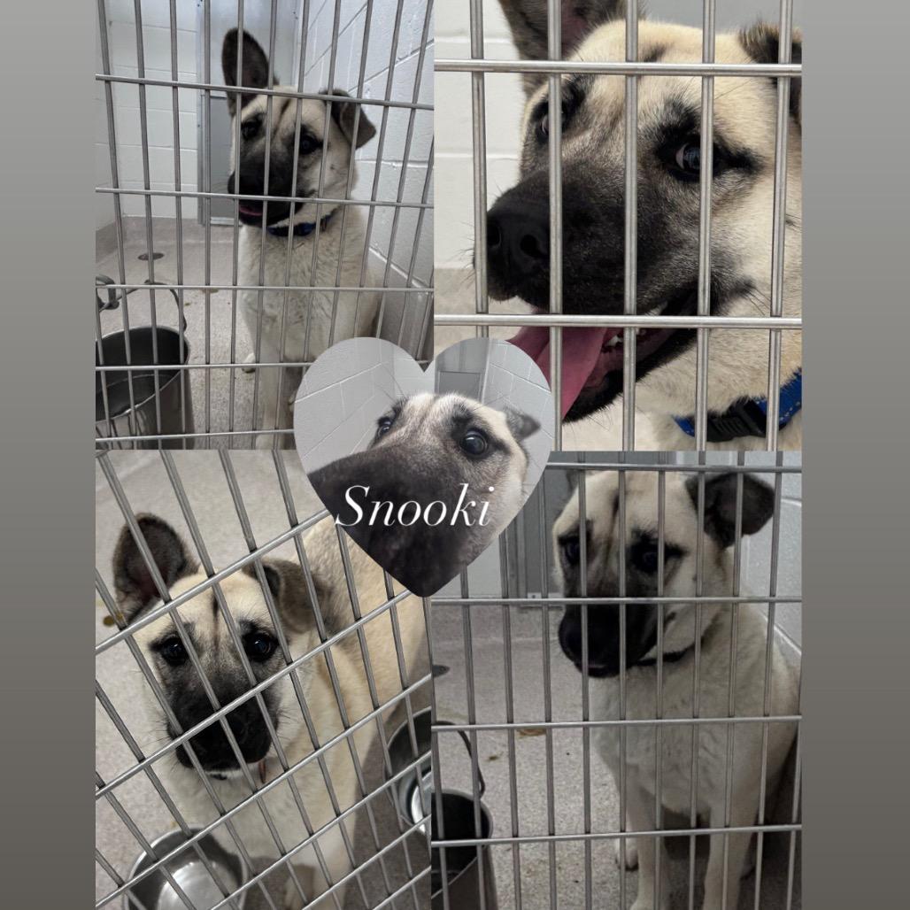 Enlarge Snooki, a Adoptable mixed breed in Horn Lake, MS image 6/6