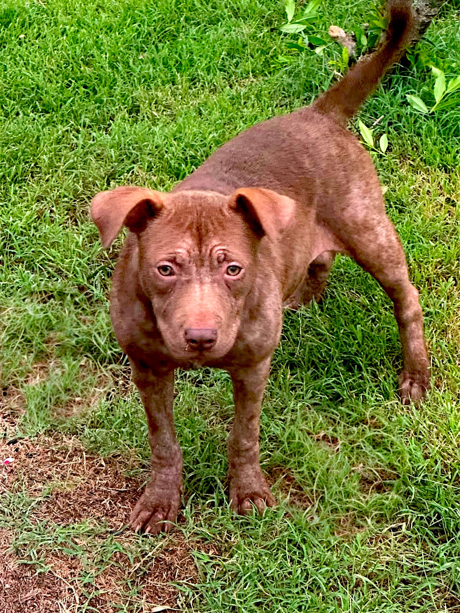 Laurel, Adoptable, Puppy Female Staffordshire Bull Terrier.