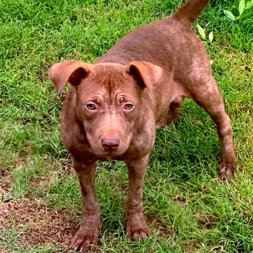 Enlarge Laurel, a Adoptable Staffordshire Bull Terrier in Memphis, TN image 1/2