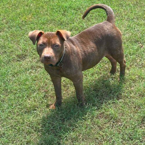Laurel, a Adoptable Staffordshire Bull Terrier in Memphis, TN image 2/2