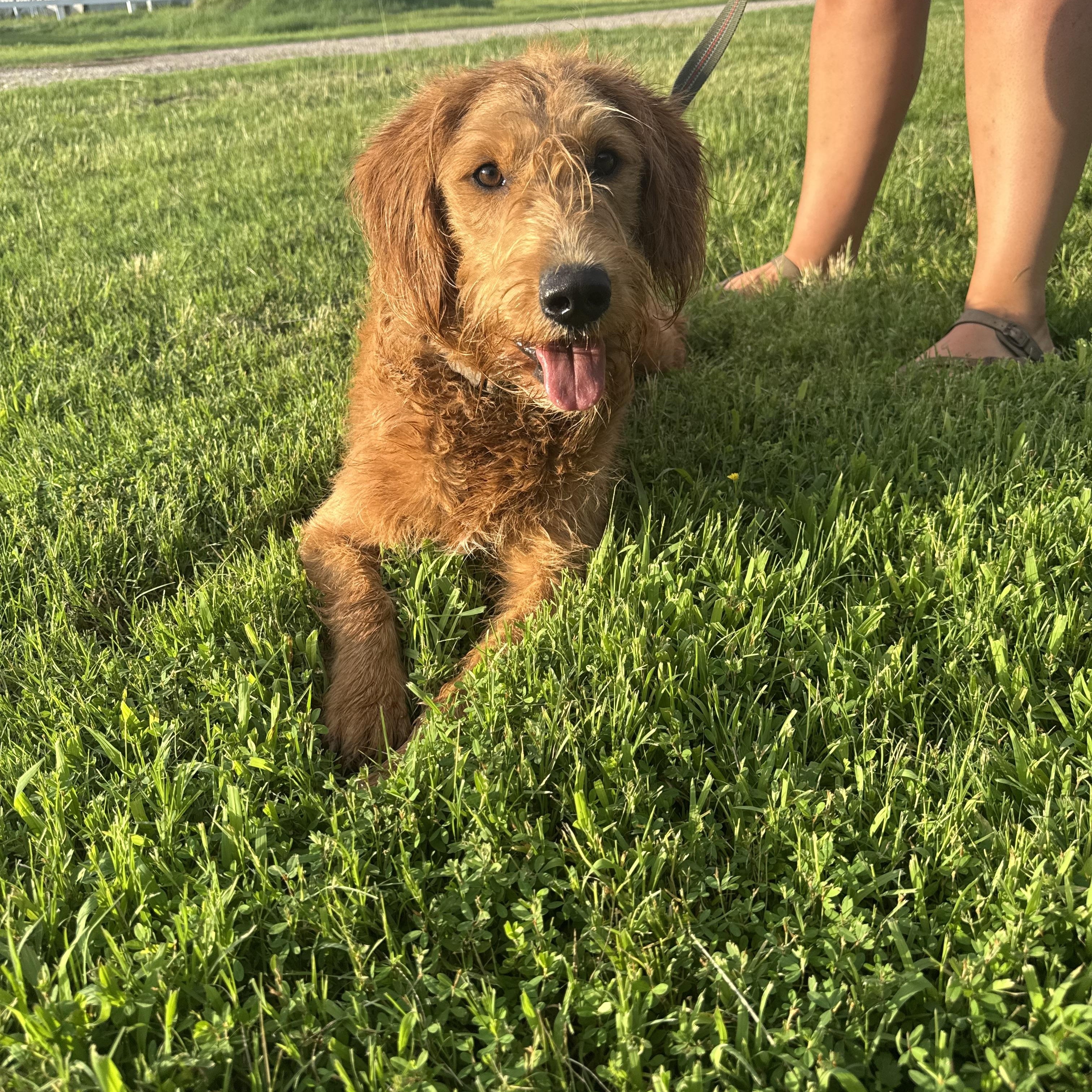 Baxter, ADOPTABLE, Young Male Labradoodle.