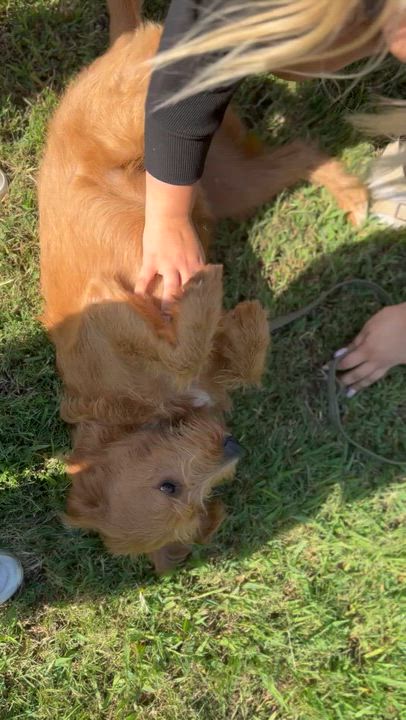 Enlarge Baxter, a ADOPTABLE Labradoodle in Merit, TX video 2/2