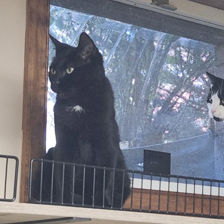 Zucarita, a Adoptable mixed breed in Scranton, PA image 3/5