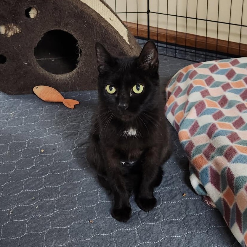 Zucarita, a Adoptable mixed breed in Scranton, PA image 2/5