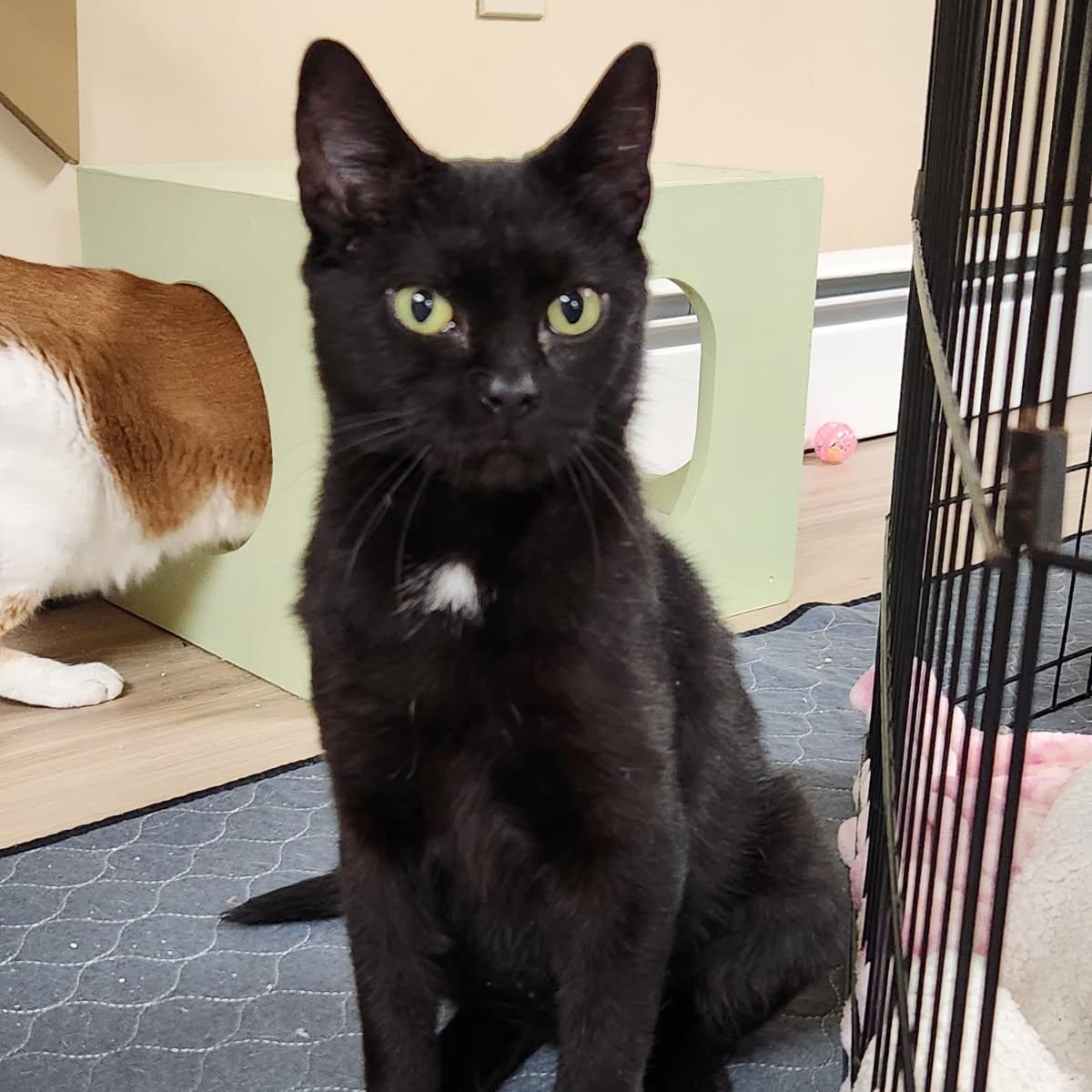 Zucarita, a Adoptable mixed breed in Scranton, PA image 4/5