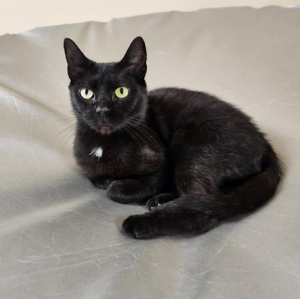 Zucarita, a Adoptable mixed breed in Scranton, PA image 1/5