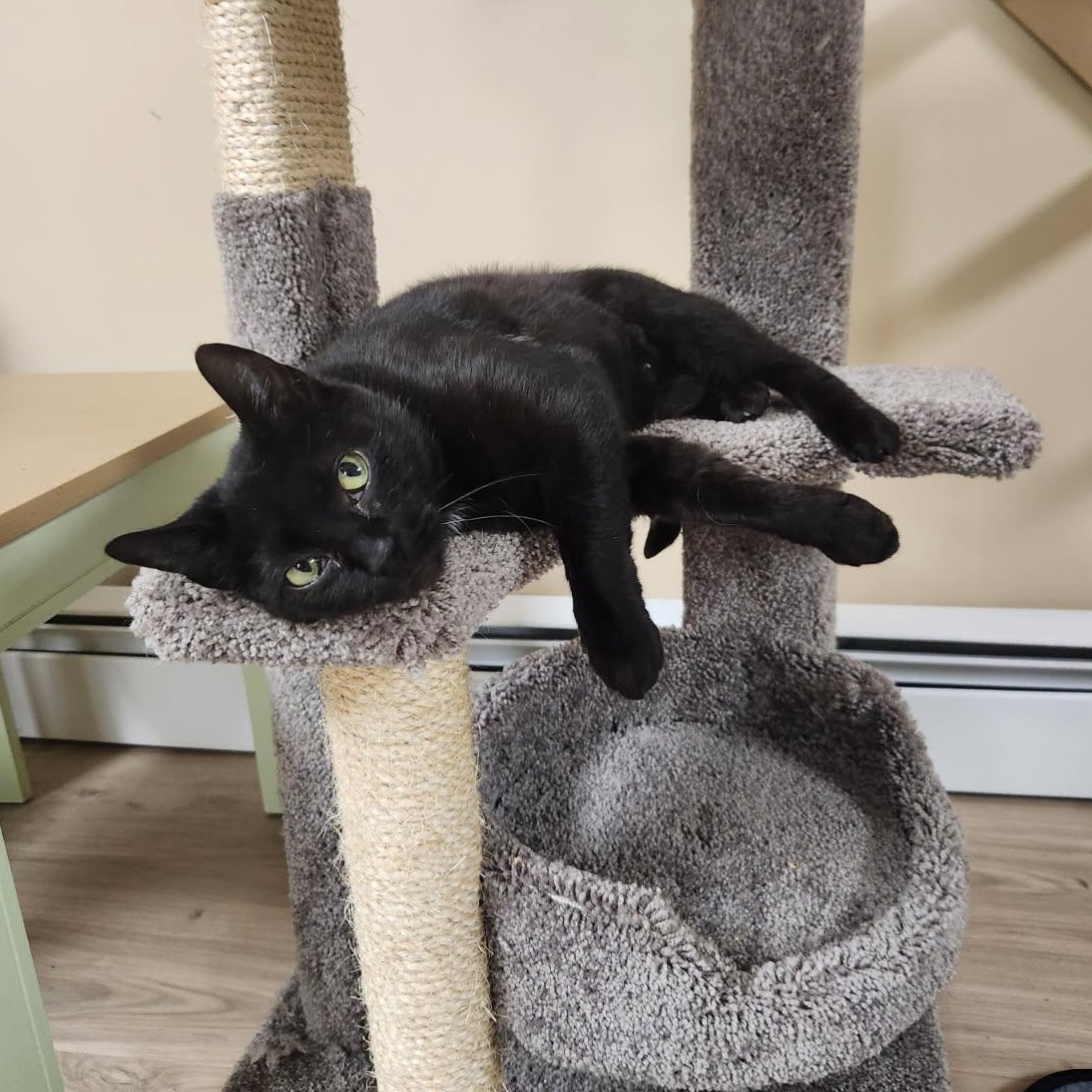 Zucarita, a Adoptable mixed breed in Scranton, PA image 5/5