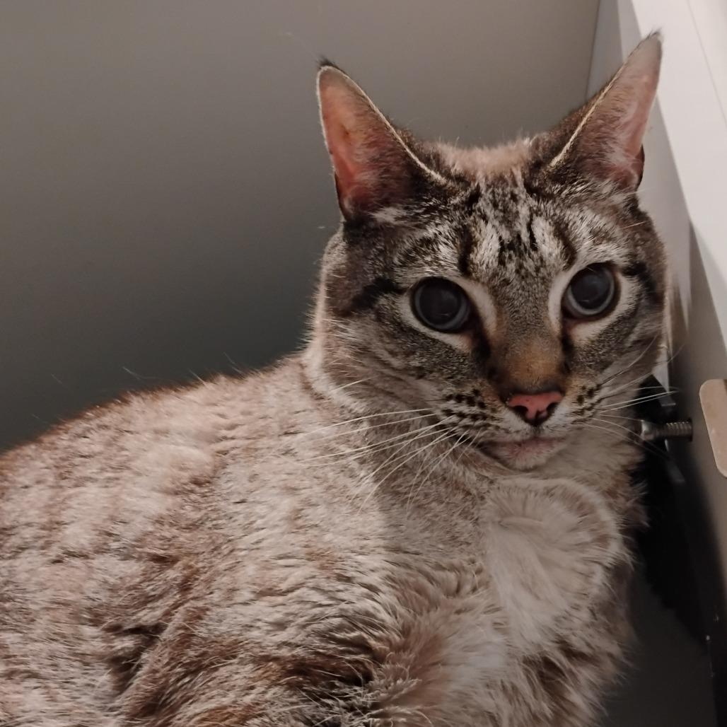 Enlarge Josie, a Adoptable Domestic Short Hair in Bentonville, AR image 1/3